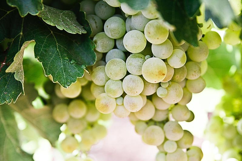 Pinot Grigio, the Italian name for Pinot Gris