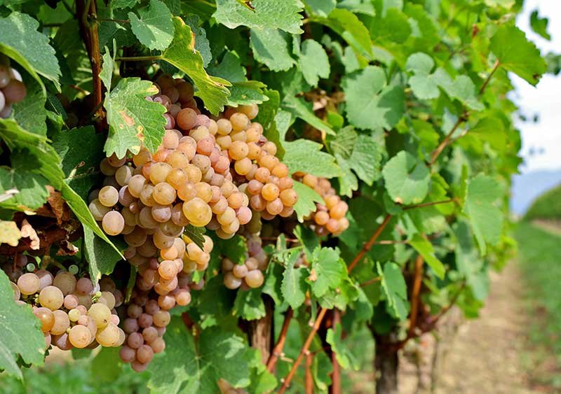 Markus Molitor estate has its vineyards in 15 different plots in the Mosel and Saar regions, including the Wehlen, Zeltingen-Rachtig, and Bernkastel wine making villages.