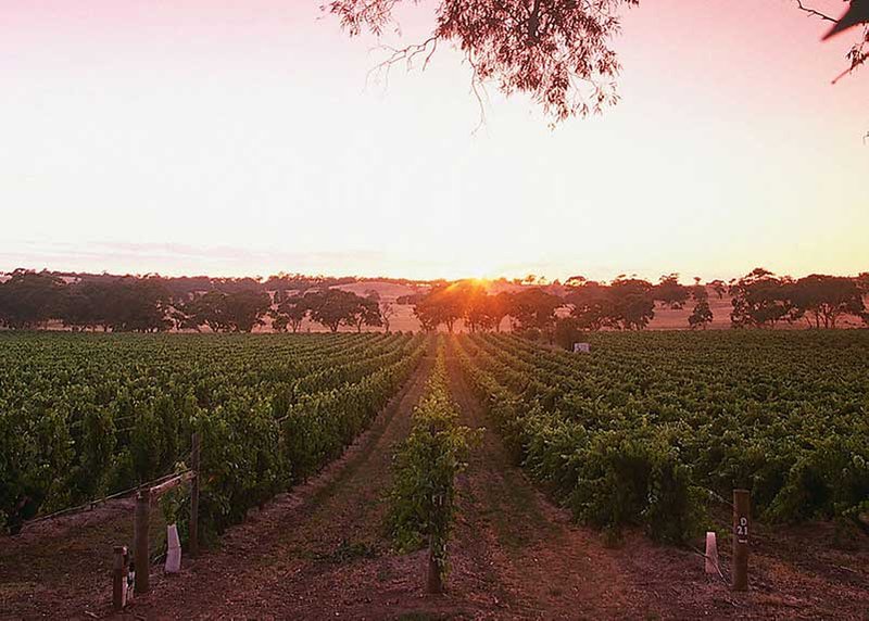 This Henschke vineyard is famous for its single vineyard Shiraz wine - Mount Edelstone.