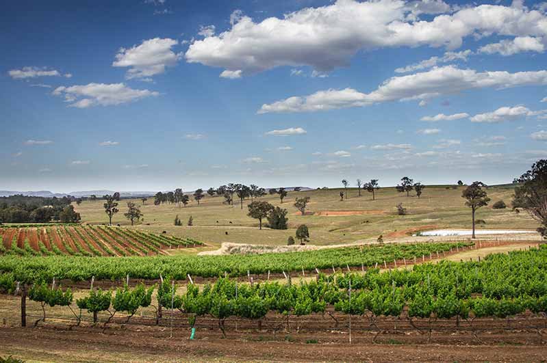 The Henschke family has two main vineyards in Adelaide Hills.