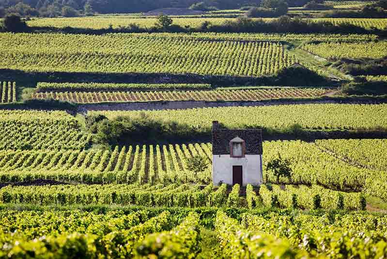 About 10 hectares of the Domaine Faiveley vine plots are classified as Grand Cru, and 25 hectares as Premiers Cru.