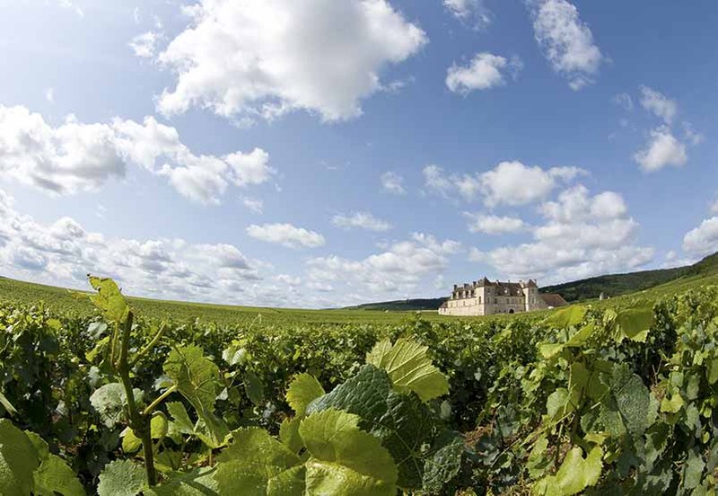 About 10 hectares of the Domaine Faiveley vine plots are classified as Grand Cru, and 25 hectares as Premier Cru.