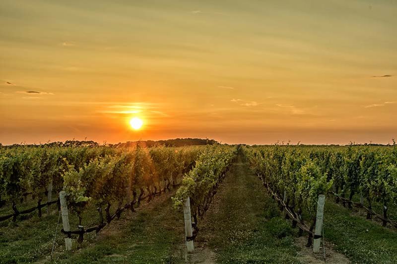 Philipponnat’s vineyards are situated in the Champagne region.