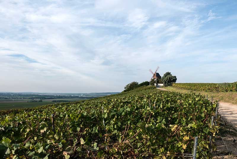 The Chateau Palmer vineyard spans over 66 hectares in the Margaux appellation.