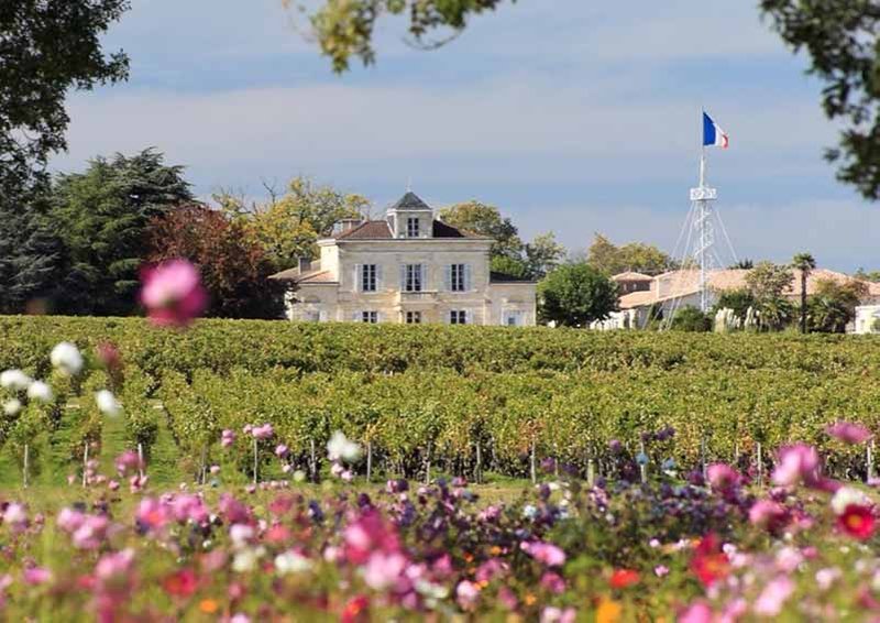 The Beautiful Vineyards Of Chateau Montrose