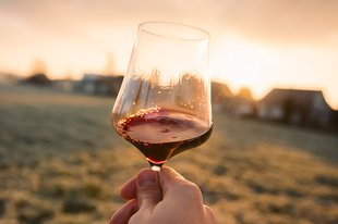 Gamay Wine: Regions, best wines, tasting notes