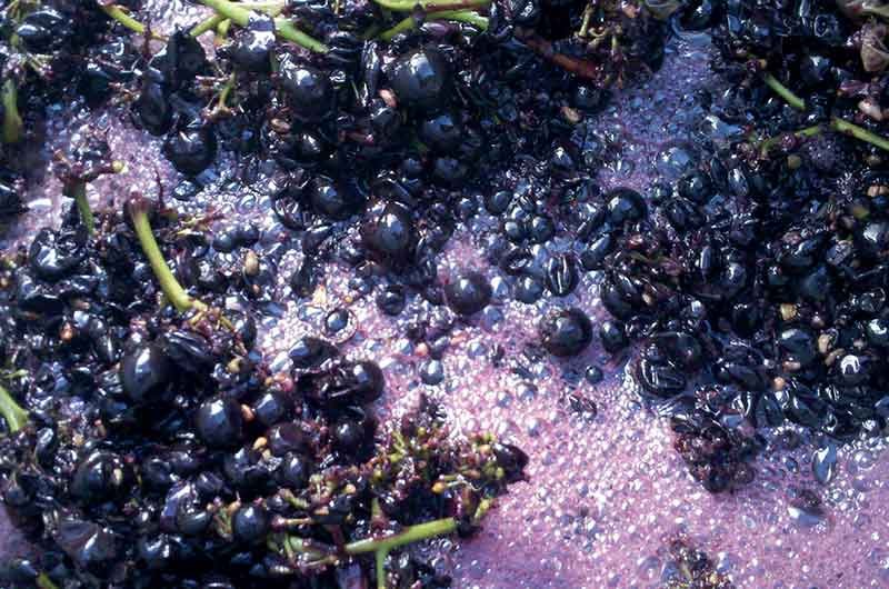 Gamay Wine Carbonic Maceration process