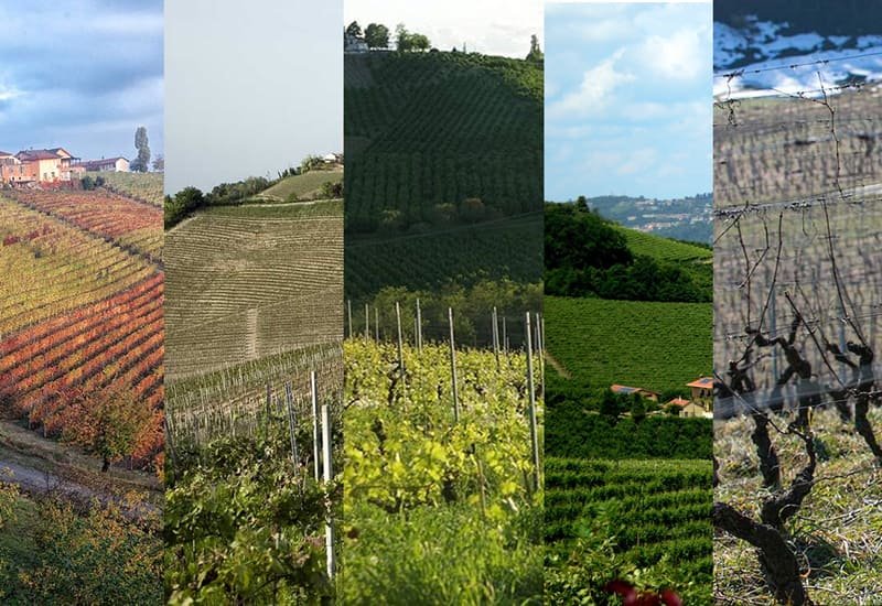 The Roagna Vineyards