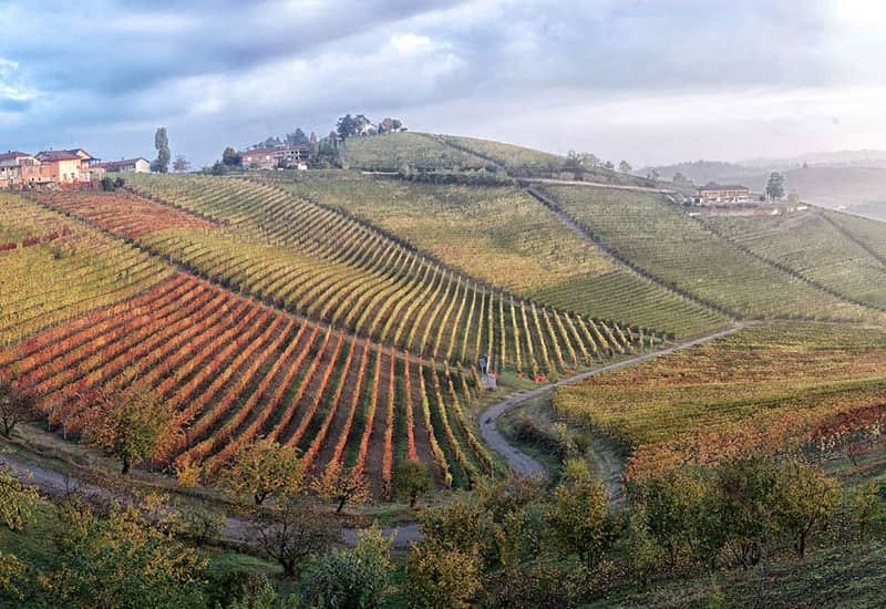Roagna wine Montefico vineyard
