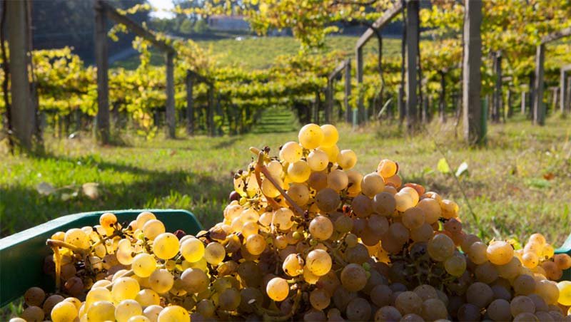 Spanish Wine: Albarino Grapes