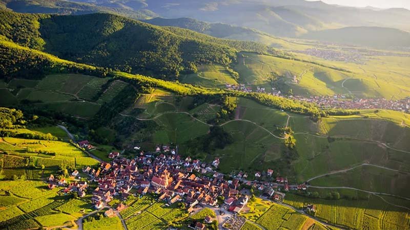 Alsace Wineries