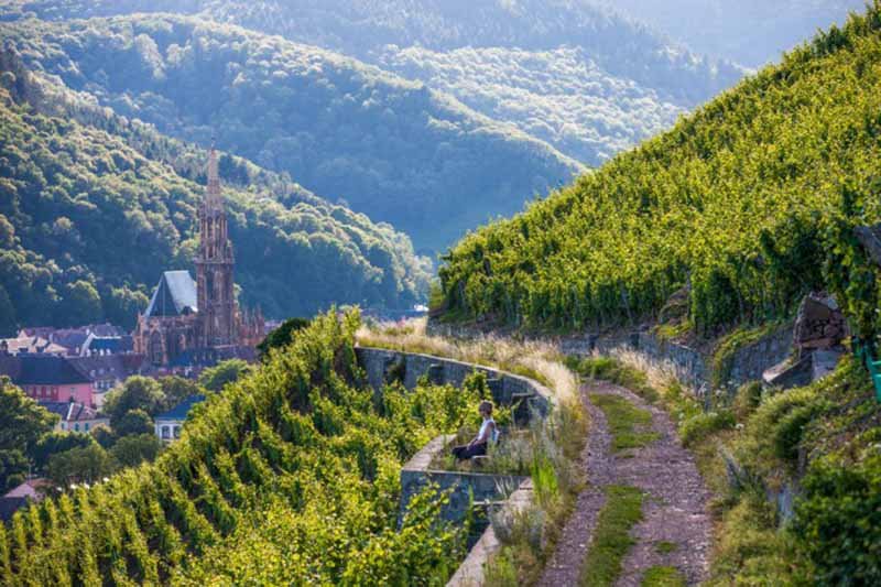 Alsace Wineries