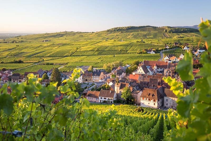 Grand Cru Wine: Alsace