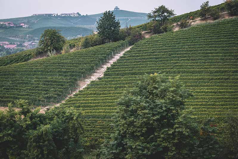 Overhead view of the vineyards of Azelia