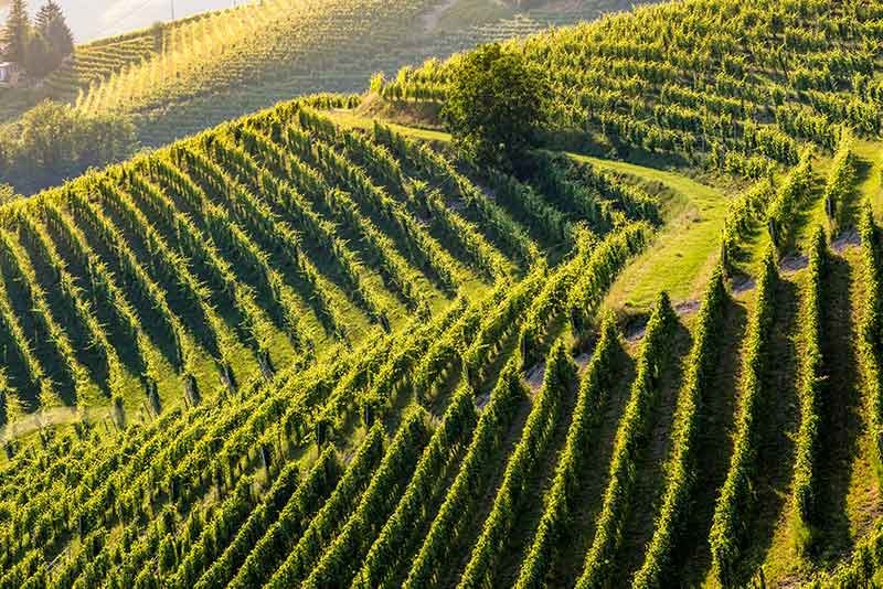Bartolo Mascarello vineyard history