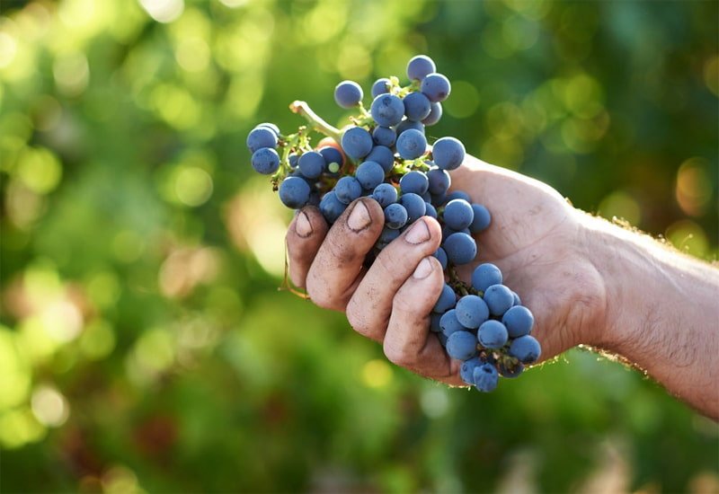 The Beaulieu Vineyard sites lie at the foothills of the Mayacamas Mountains in the Rutherford AVA (appellation), west of Napa Valley. 