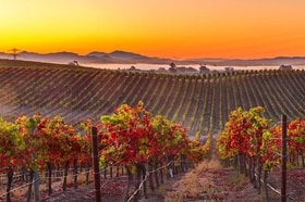 Best California Wines, California wine region