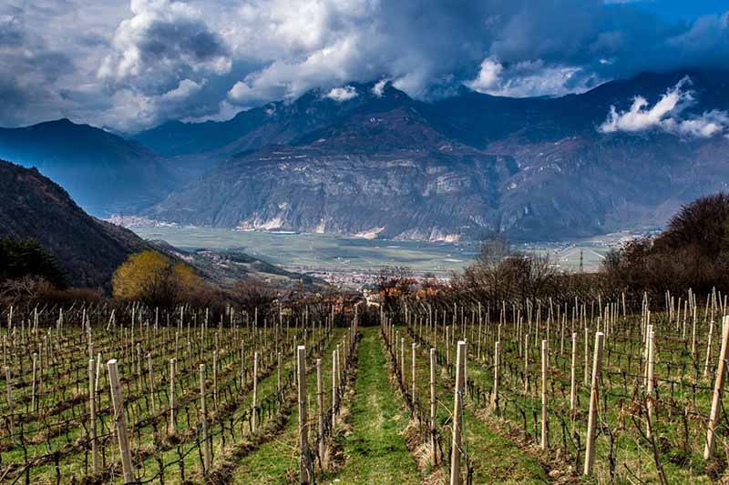 Best Pinot Grigio Regions