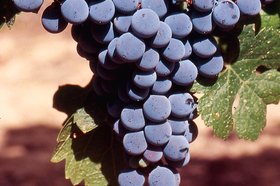 Bordeaux Grapes