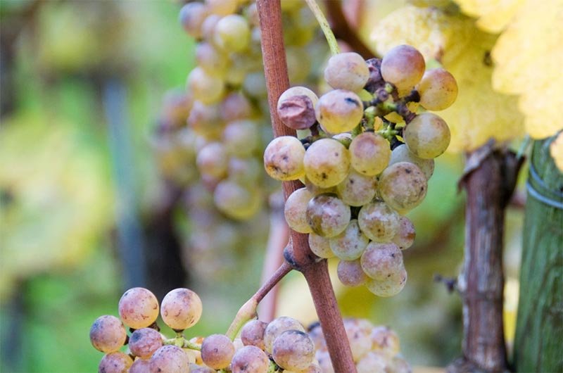Bordeaux Grape Liliorila