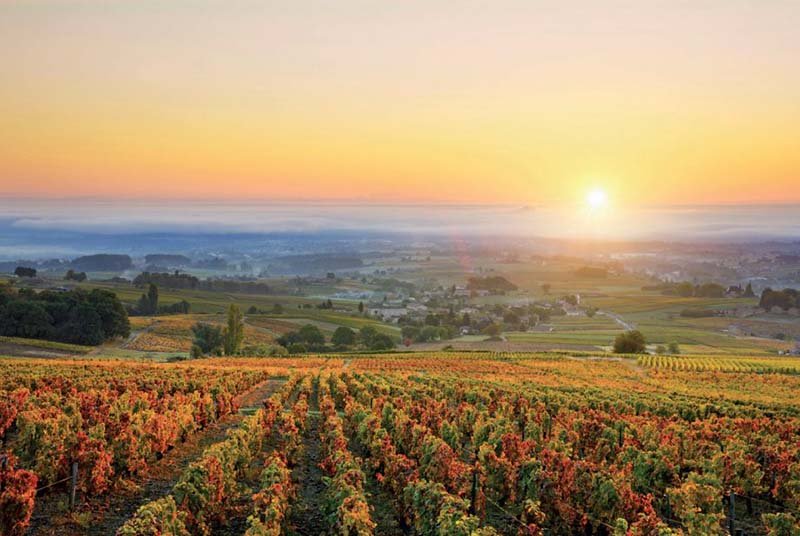 Bourgogne Chardonnay Vineyard