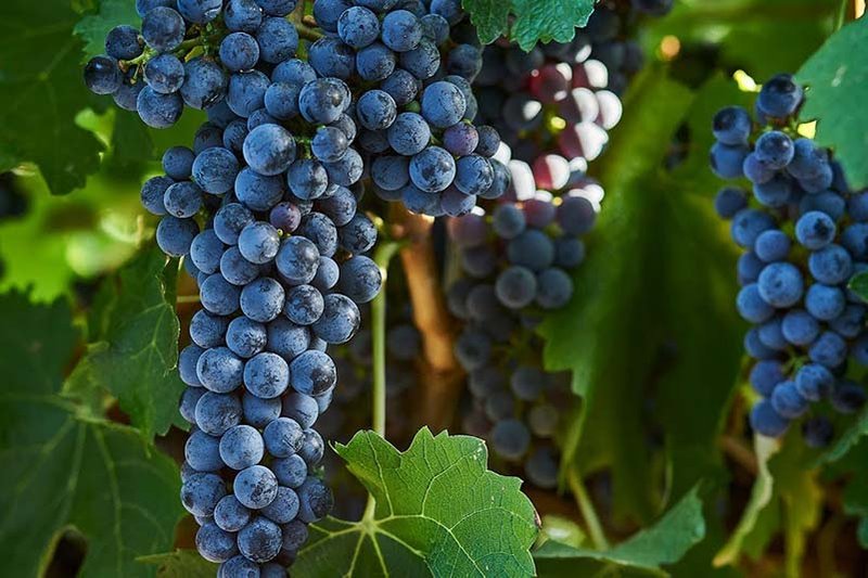 Cabernet Sauvignon wine grapes