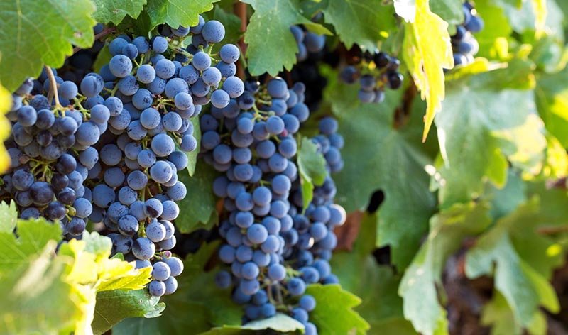 California Cabernet Sauvignon grapes