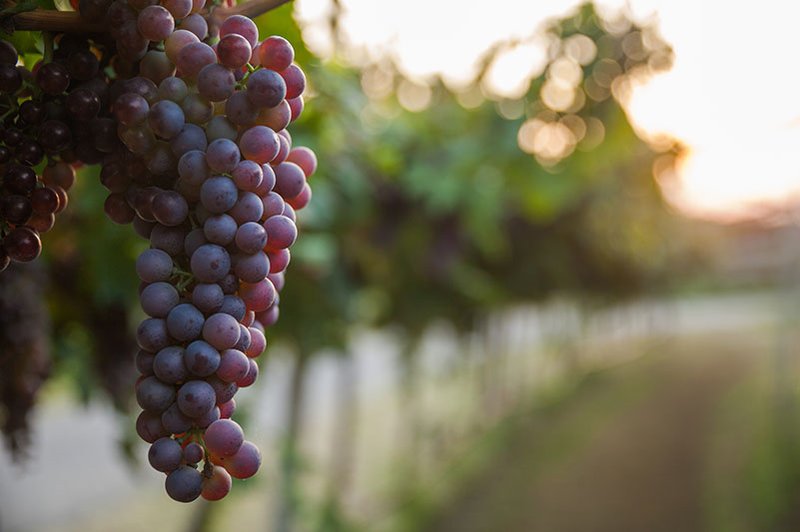 California Red Wine Grapes