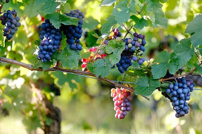 Pinot Noir Grapes such as those used in the blend of varietals used by Charles Heidsieck.
