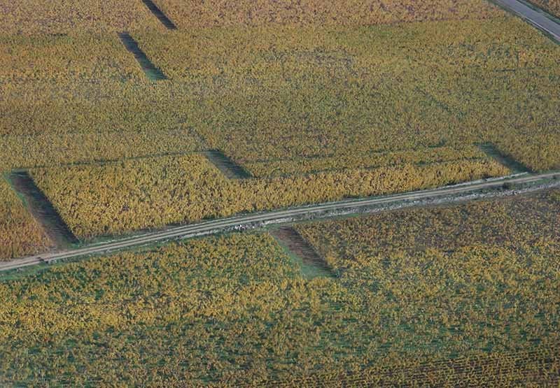 Charmes Chambertin