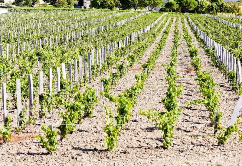 Chateau Calon Segur Vineyards and Viticulture