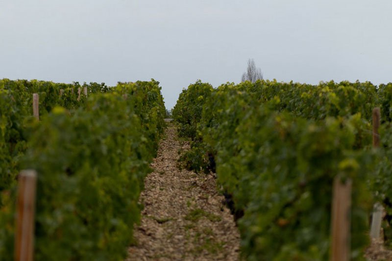 Chateau Prieure Lichine vineyards