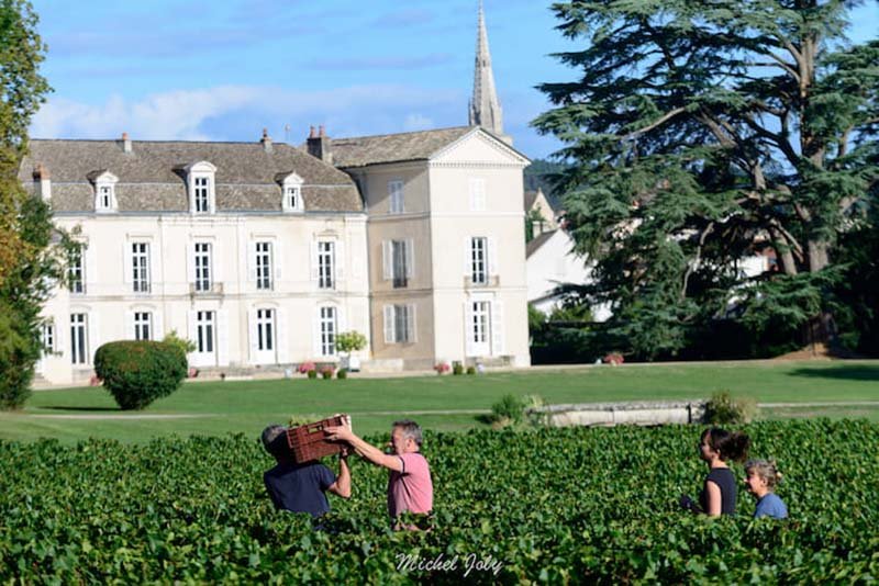 Chateau de Meursault vineyards