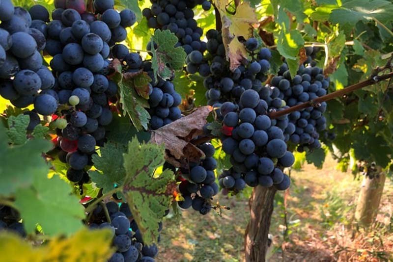 Chilean Wine Grapes