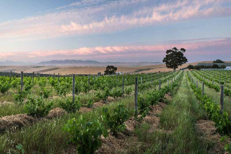 Cinsault Wine in South Africa