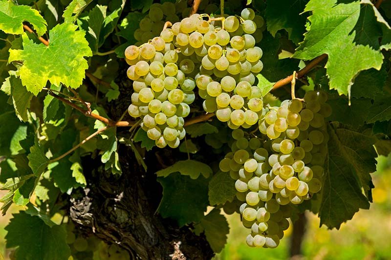 Colombard grape