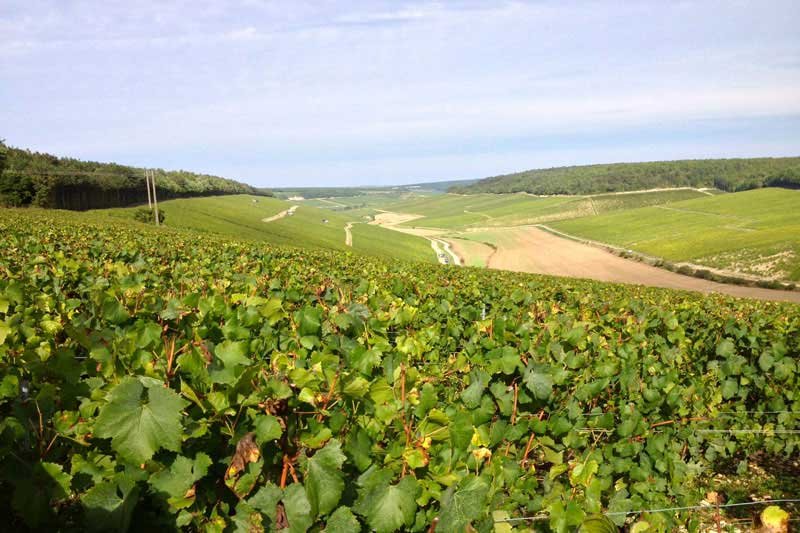 Domaine Laroche vineyard