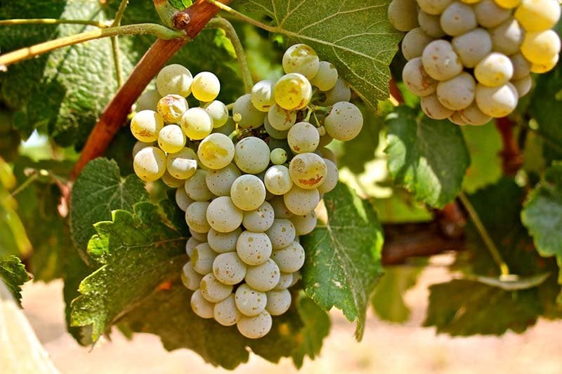 Driest White Wine: Albarino