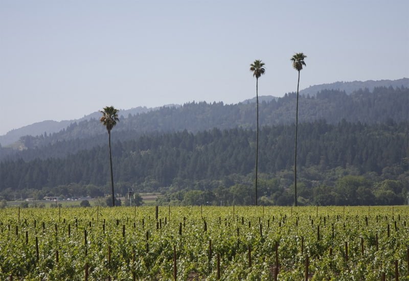 The Three Palms vineyard in Calistoga has lean soils mixed with volcanic stones.