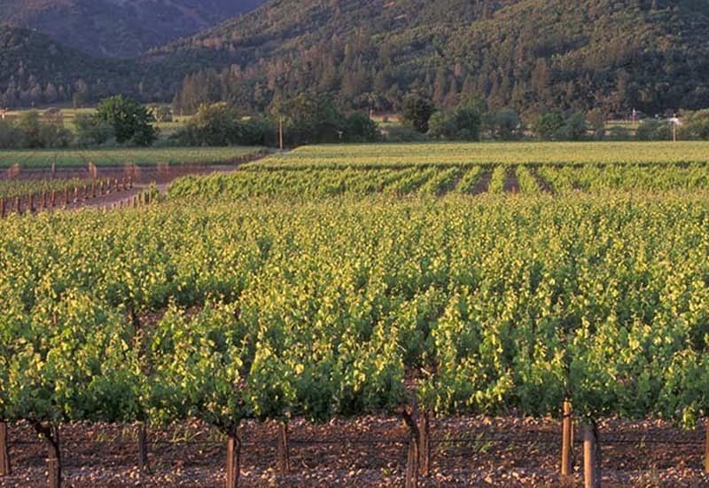 Duckhorn&#x27;s Stout Vineyard is located in Howell Mountain, Napa Valley, at an elevation of 2,080 feet. 