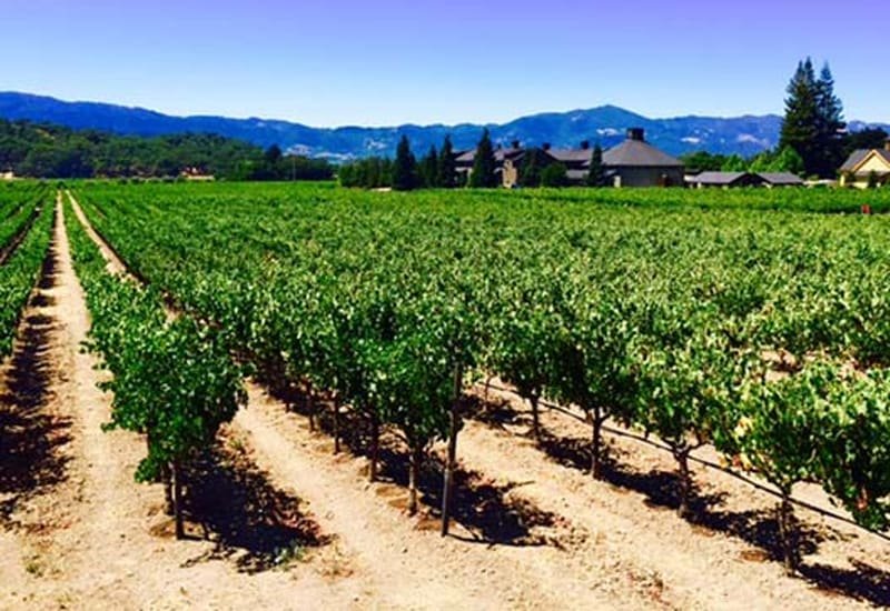 Duckhorn&#x27;s Rector Creek vineyard in North Yountville, Napa Valley, has rocky alluvial soils that are perfect for the grapevines. 