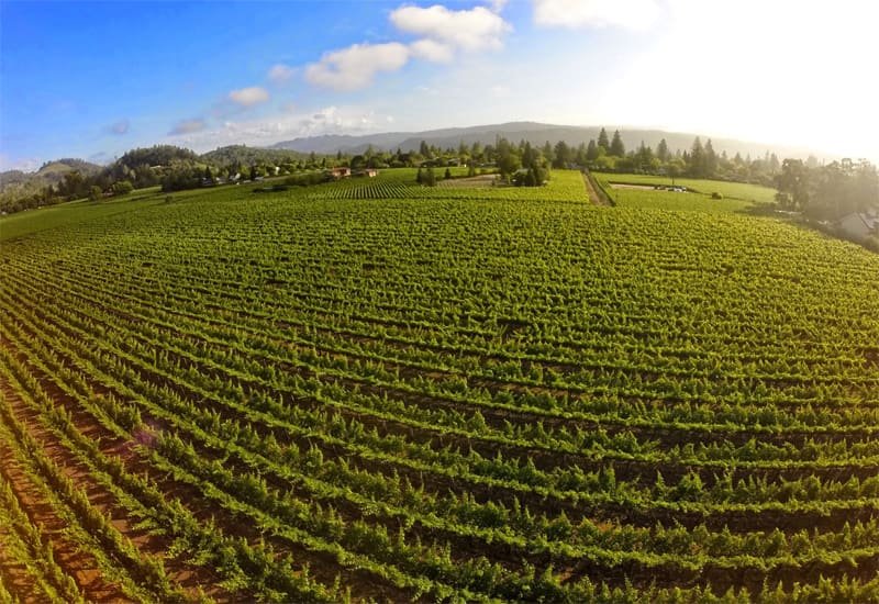 Duckhorn&#x27;s Patzimaro Vineyard is situated at the bottom of Spring Mountain in the St. Helena appellation. 