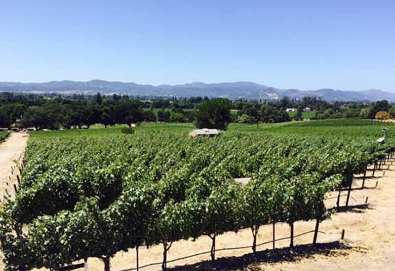 Merlot vines dominate the Cork Tree Duckhorn vineyard located just off the Silverado Trail in Napa Valley. 
