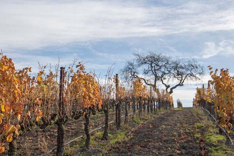 Grenache Blanc Vineyard in Autumn