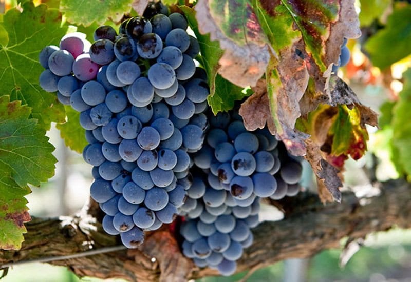 Grenache is a versatile red wine grape that’s easy to grow and produces large quantities of fruit. 