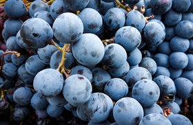 Grenache Wine Regions, Best Wines, Prices 2022
