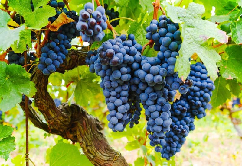 Like many ancient grape varieties, Grenache has many mutations that are genetically identical to the parent but look different.