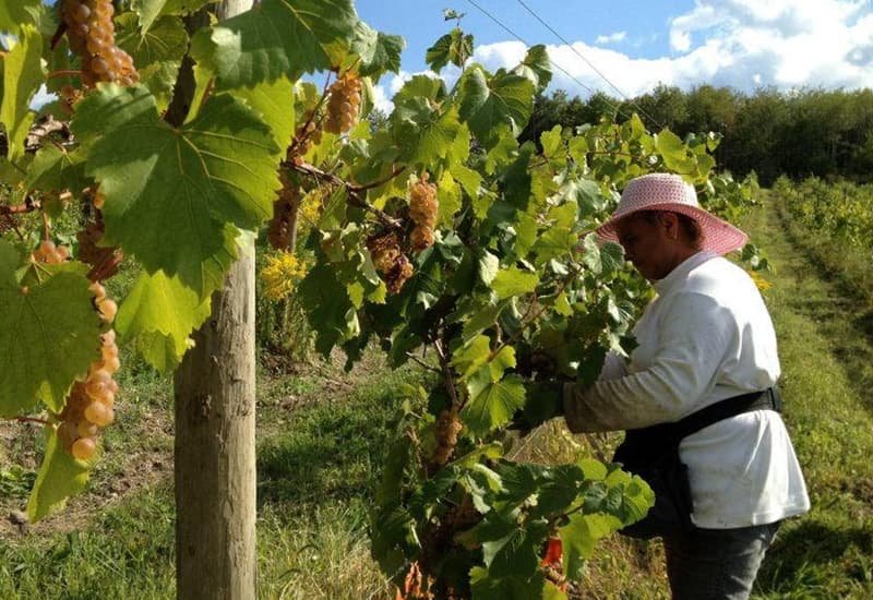 The Winemaking Process: Harvest