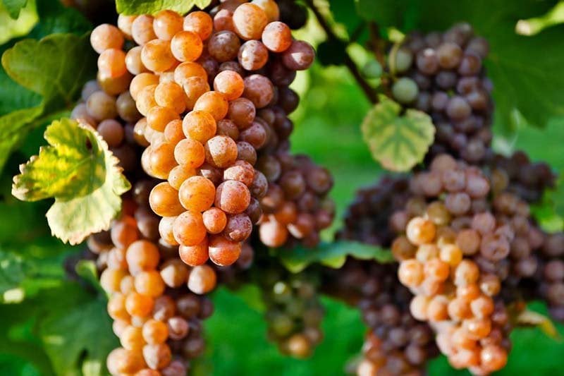 Healthiest Wine, Pinot Grigio
