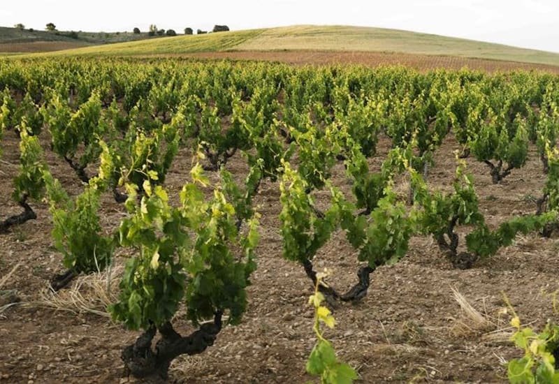 Dominio de Pingus is a prestigious bodega (winery) located in Quintanilla de Onesimo in the Ribera del Duero region of Castilla y León.